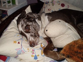 A Dog's Life
